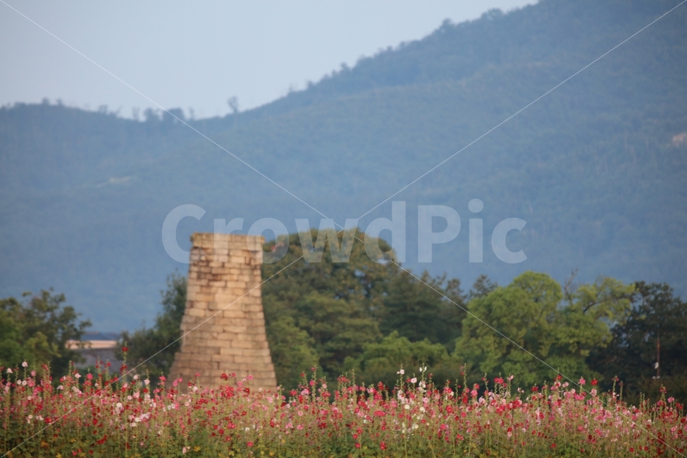 풍경,들판,들꽃,첨성대,경주,캐논,자연,풍경,nature,landscape,랜드마크,landmark,tourist attraction,한국전통,한국문화,korean traditional,korean culture,plant,식물