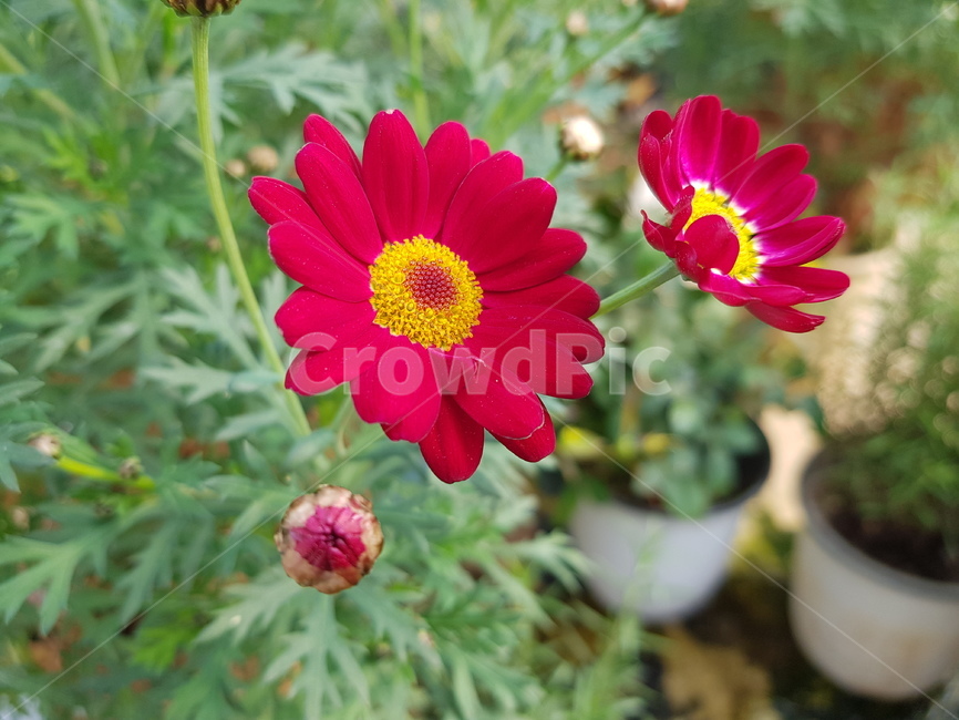 자연,꽃,빨간꽃,배경화면,화초,식물,자연,plants,nature,꽃,flower