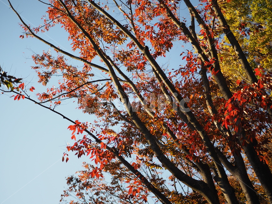 단풍,가을,빨강,노랑,단풍잎,가을,계절,fall,autumn,season,식물,자연,plants,nature,나무,trees,wood,plant,leaf,잎,tree,maple