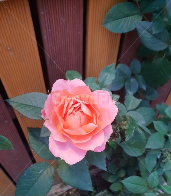 꽃,식물,자연,힐링,flower,분홍,장미,식물,자연,plants,nature,꽃,flower