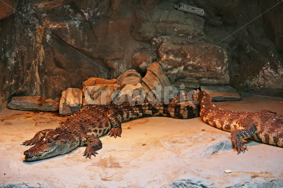 동물원,동물,파충류,악어,zoo,animal,crocodile,동물,animal,파충류,양서류,reptile,amphibian