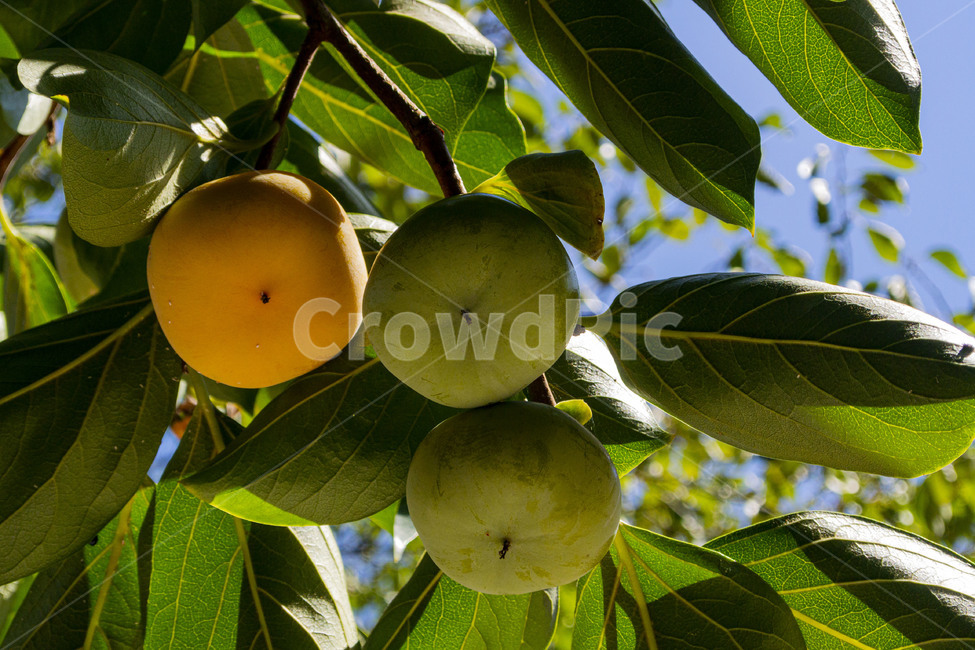 감,감나무,감잎,persimmon,persimmontree,과일,식물,fruit,과일,열매,fruit