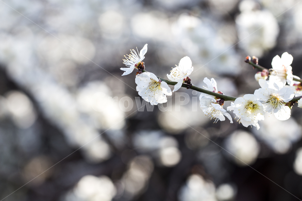 매화,봄,나들이,배경,계절,꽃,자연,식물,한국,봄,계절,spring,season,식물,자연,plants,nature,꽃,flower,plant