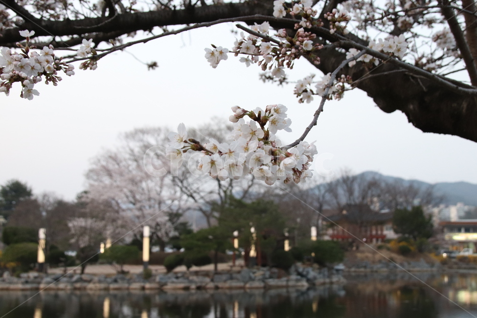 벚꽃,꽃,꽃나무,자연,풍경,봄,계절,spring,season,식물,자연,plants,nature,꽃,flower,plant,blossom