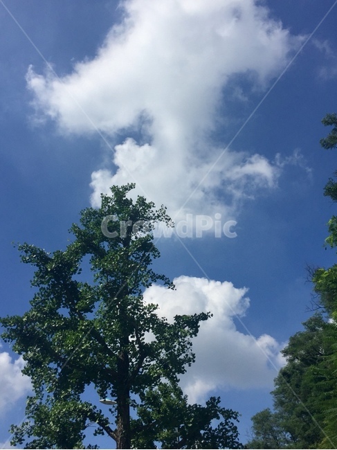구름,하늘,파란하늘,파랑,자연,나무,여름,풍경,자연,풍경,nature,landscape,weather,날씨,cumulus,적운,outdoors,옥외,cloud,sky