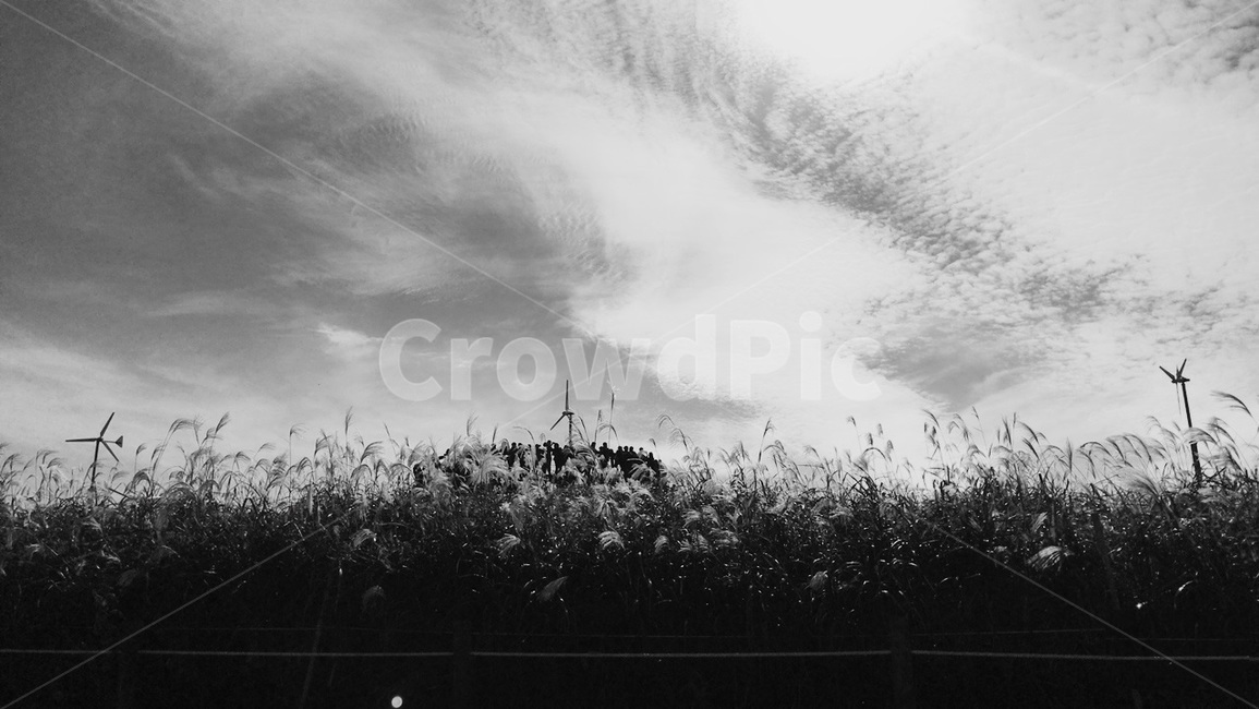 하늘공원,갈대,흑백,바람개비,구름,흑백,모노톤,monochrome,black and white
