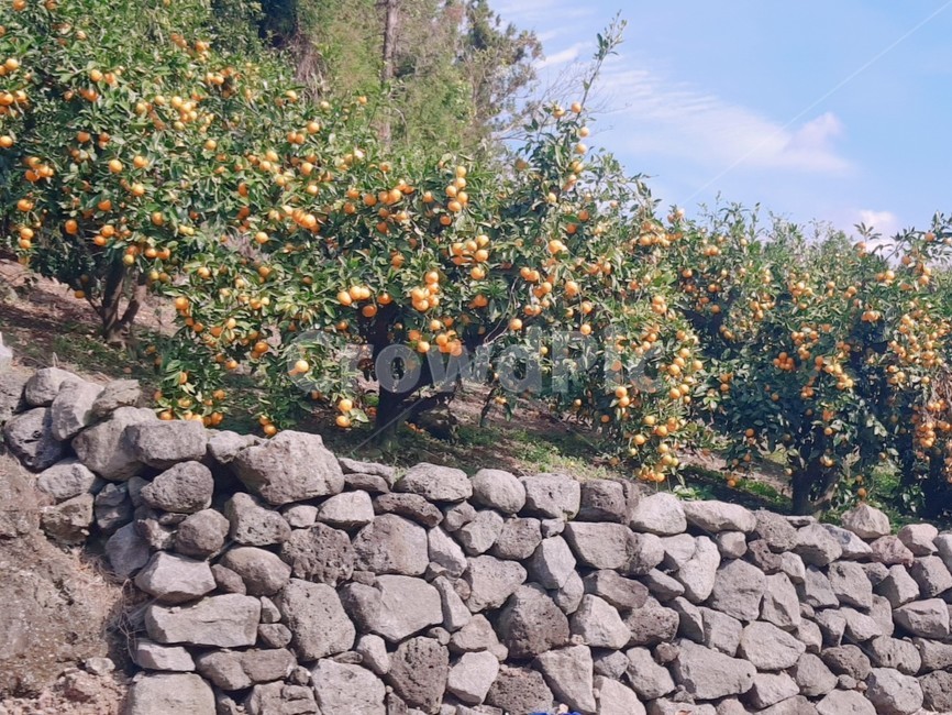 제주,감귤,돌담,돌감길,자연,제주도,귤,골목길,감성,식물,벽,jeju,tangerine,nature,plant,wall,outdoors