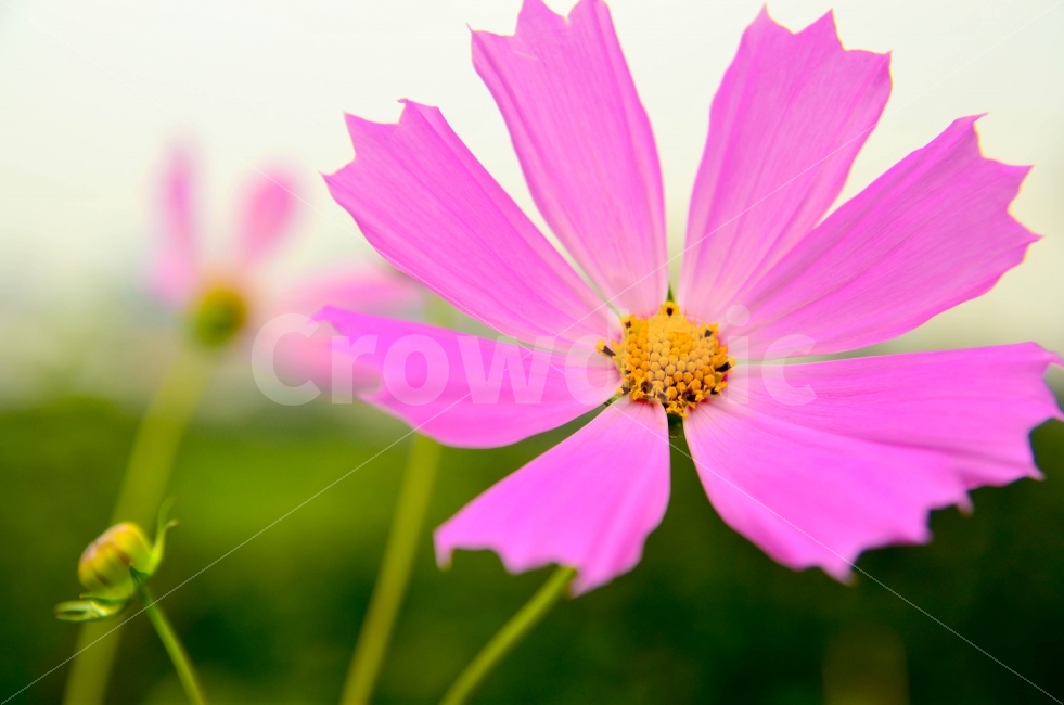 꽃,자연,보라색,초록색,아름다움,식물,자연,plants,nature,꽃,flower