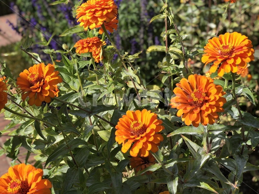 주황꽃,꽃,초록색,주황색,꽃잎,원색,vivid,선명한,orange,flower,nature,garden,green,플라워,outdoor