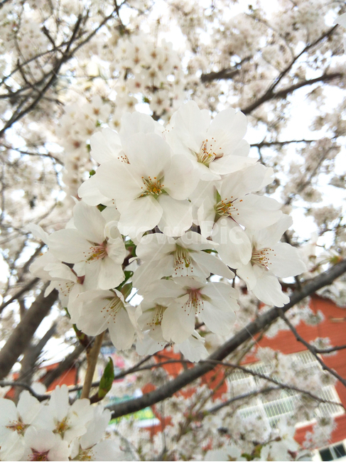 벚꽃,cherryblossom,꽃,봄,spring,식물,plant