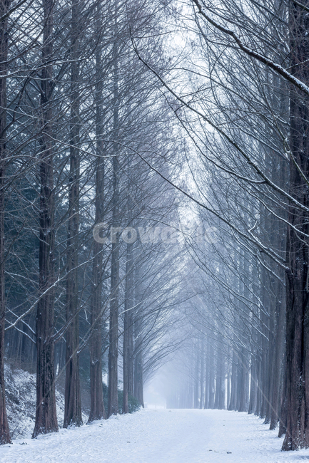 설경,메타세콰이어길,눈,겨울,메타세콰이어나무,담양,담양설경,겨울,계절,winter,season,자연,풍경,nature,landscape,한국자연풍경,한국자연경관,korea nature landscape,outdoors,옥외