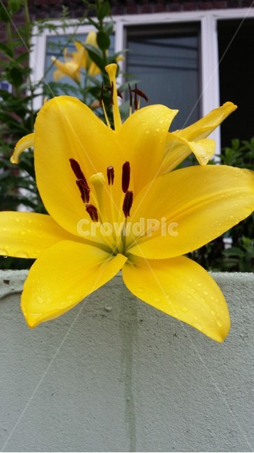 꽃,플라워,봄,봄꽃,노란꽃,뷰티풀,flower,bloom,beautiful,plant,식물,blossom,식물,자연,plants,nature,꽃,flower