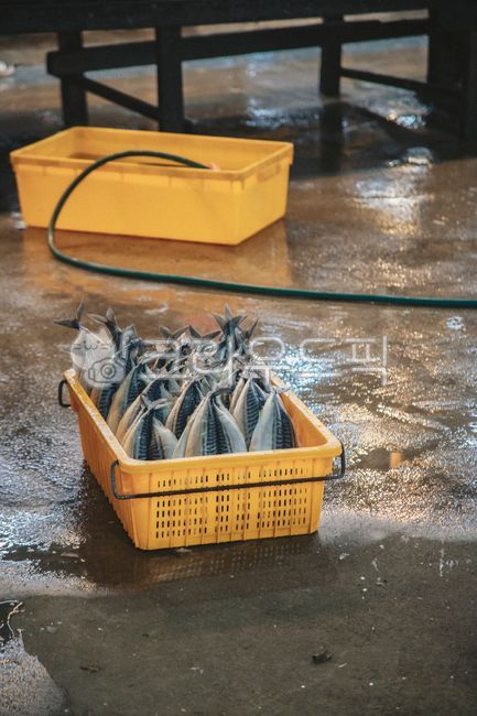 재래시장,전통시장,오일장,오일시장,제주도오일장,대정오일시장,market,시장,고등어,생선,시장,마트,마켓,market,mart,market place