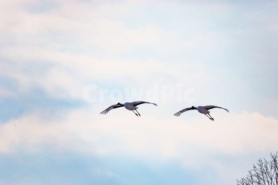 두루미,조류,새,비행,자연,풍경,동물,animal,조류,새,birds