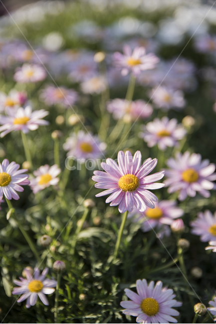 데이지,만개,꽃,감성,노랑,분홍,핑크,옐로우,pink,yellow,flower,식물,자연,plants,nature,꽃,flower,감성,sensible,feeling