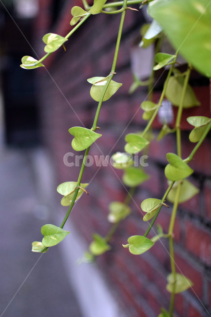 담,하트,화분,풀,넝쿨,식물,자연,plants,nature