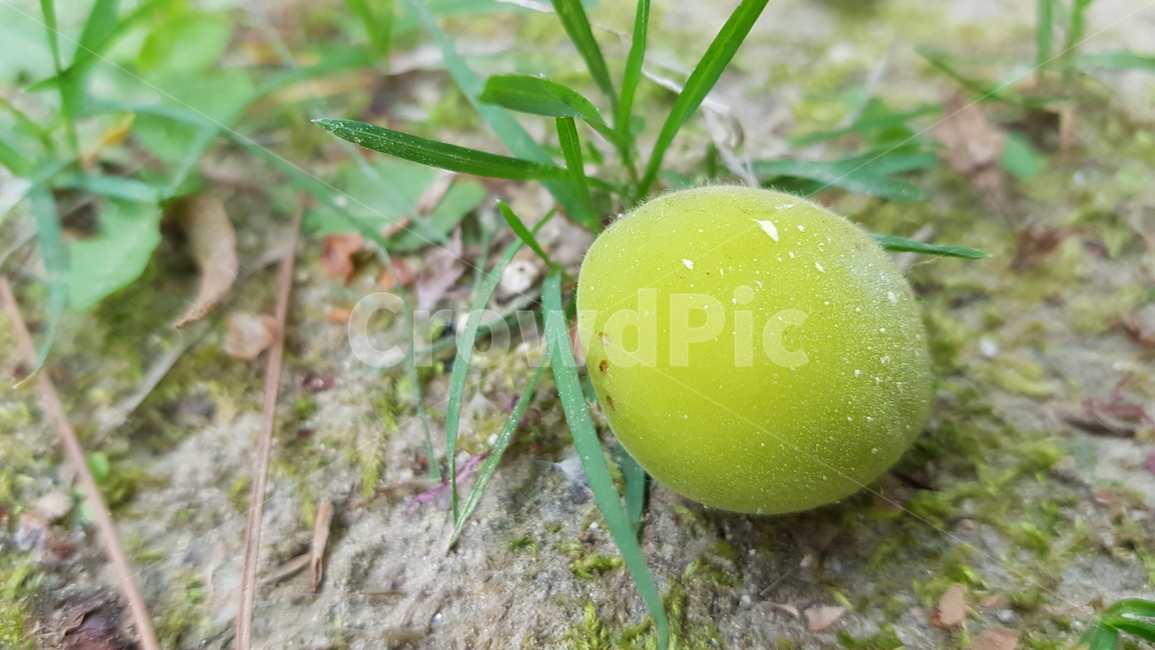 열매,매실,자연,풀,nature