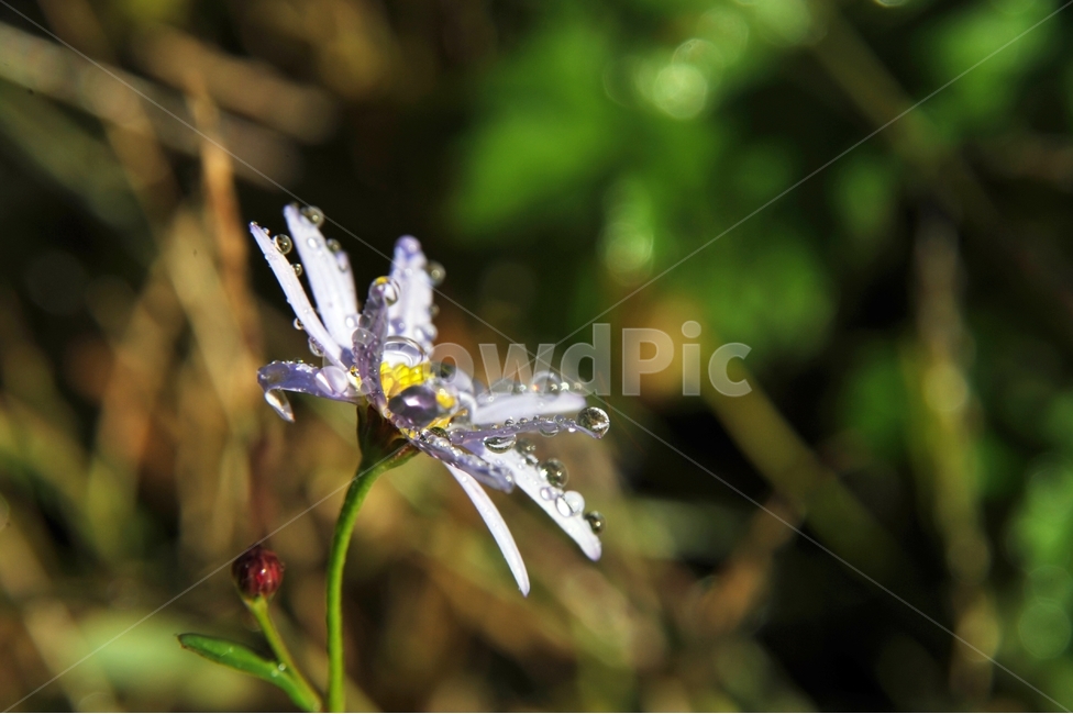 쑥부쟁이,아침,아침이슬,하얀꽃,가을꽃,이슬,식물,들꽃,식물,자연,plants,nature,꽃,flower