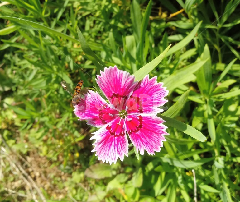 꽃,식물,flower,plant,꽃잎,패랭이꽃,석죽화,말벌,식물,자연,plants,nature,꽃,flower