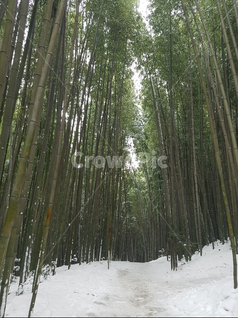 겨울풍경,죽녹원,담양,대나무,대나무숲,겨울분위기,흰눈,감성,감성사진,계절,색감,색깔,색채,분위기,갬성,강,겨울강,물,겨울물,겨울자연,자연,눈,초록,겨울초록,운치,선비,겨울,겨울,계절,winter,season,자연,풍경,nature,landscape,plant,식물,bamboo
