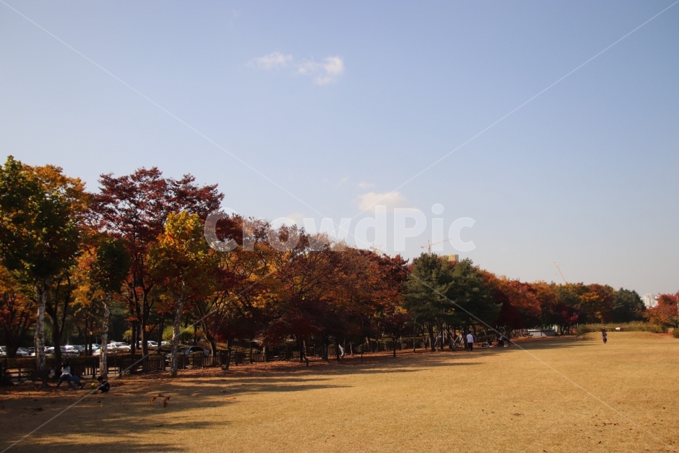 가을,낙엽,공원,나무,풍경,가을,계절,fall,autumn,season,자연,풍경,nature,landscape,tree,plant,식물