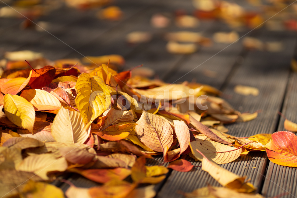 가을,낙엽,노랑,햇빛,빈티지,햇살,단풍,가을,계절,fall,autumn,season,leaf,잎,plant,식물