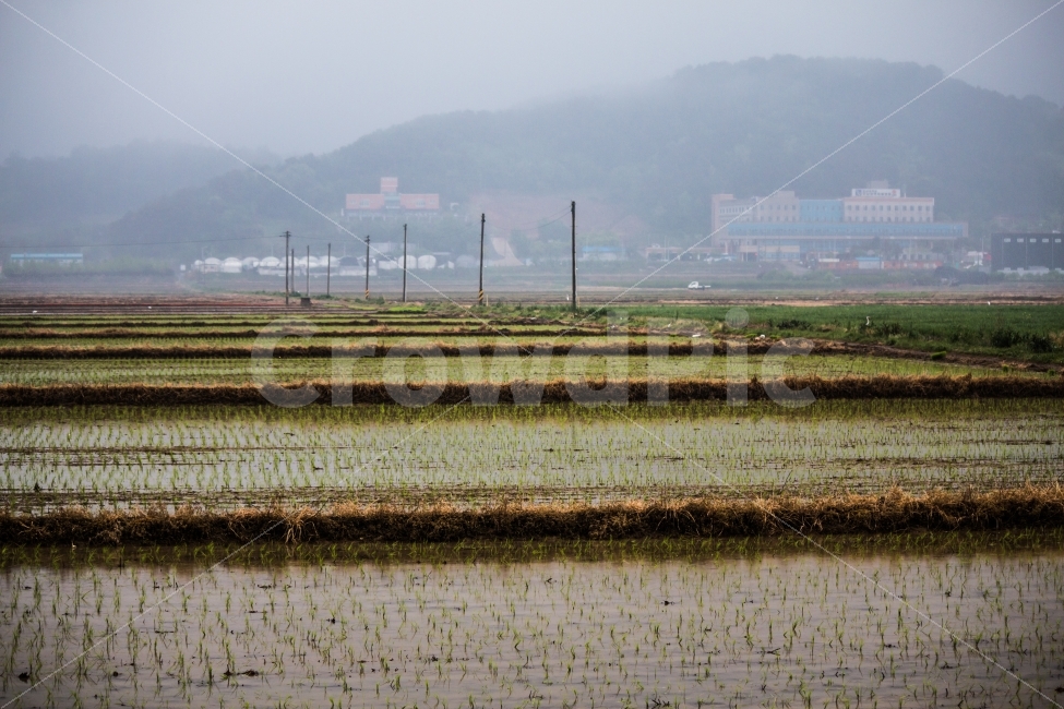 풍경,비,비내리는날,논,안개,자연,풍경,nature,landscape,시골,마을,country,rural,town,outdoors,옥외,grassland,목초지,field,들,paddy field,패디 필드