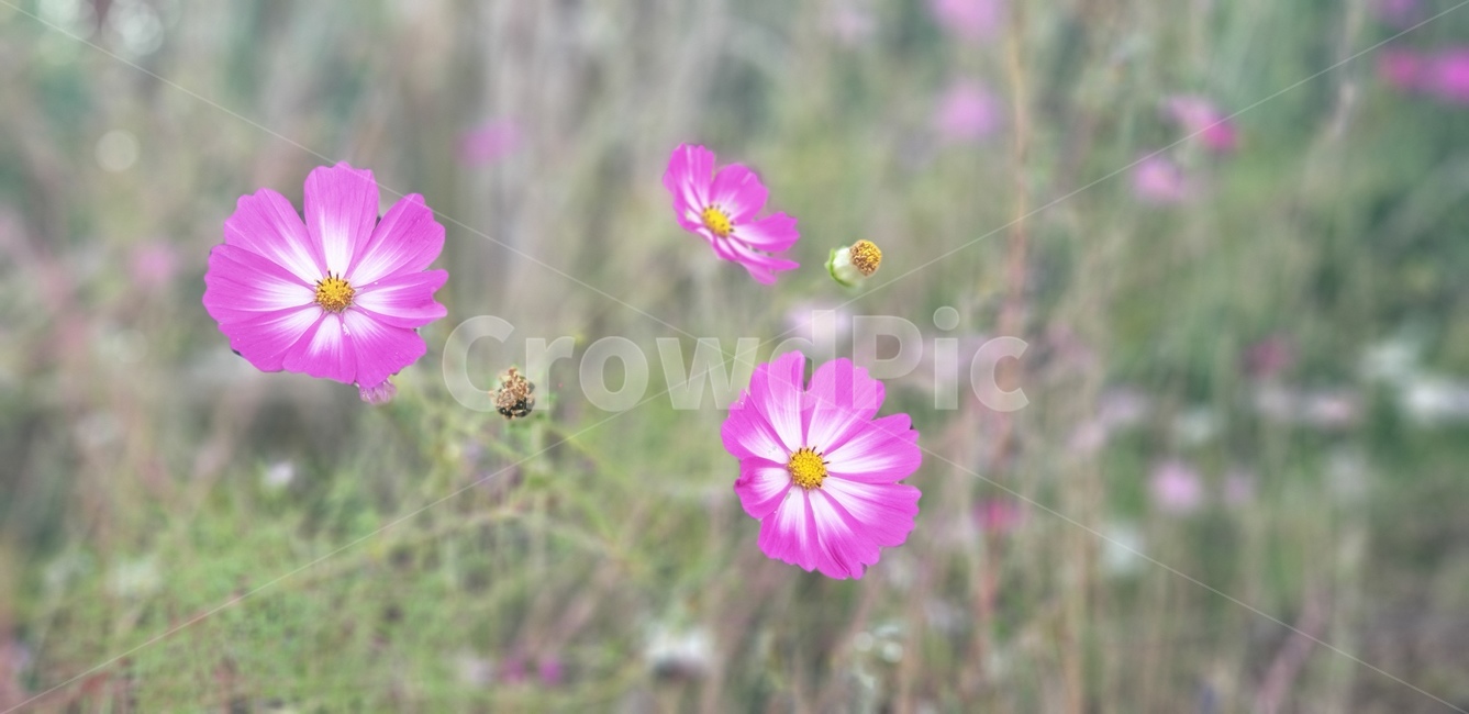 flower,꽃,꽃잎,코스모스,cosmos,식물,자연,plants,nature,꽃,flower