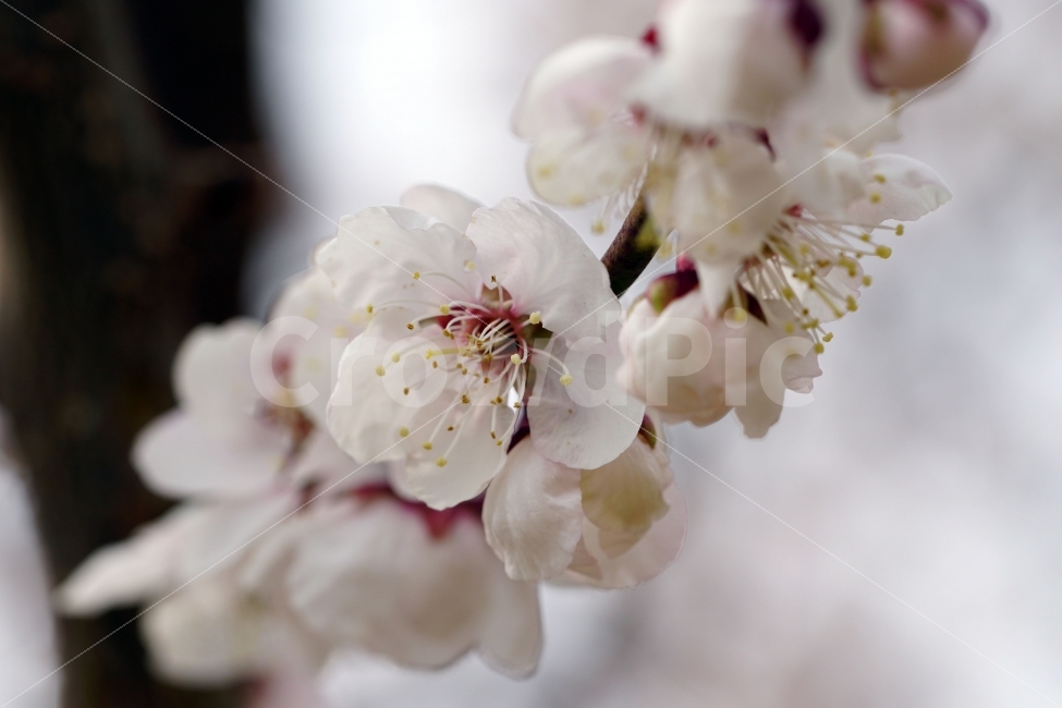 매화,꽃,나무,나뭇가지,산,봄,자연,플라워,꽃봉오리,flower,nature,spring,접사,macro,클로즈업,closeup,tree,숲,숲속,산림,삼림,조경,식물,plants,봄꽃,감성,힐링,풍경,landscape,식물,자연,plants,nature,봄,계절,spring,season,꽃,flower,plant,blossom