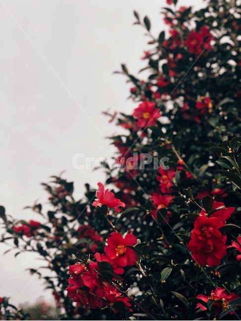 동백꽃,동백,제주도,겨울제주,꽃,식물,자연,plants,nature,꽃,flower