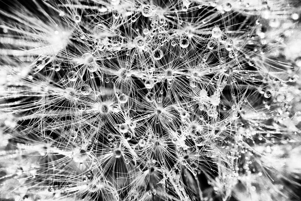 민들레씨앗,물방울,흑백사진,접사,캐논,꽃,flower,흑백,모노톤,monochrome,black and white