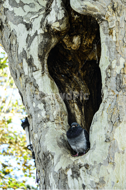 animal,동물,bird,새,plant,식물,tree,나무