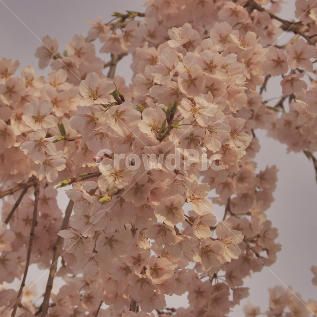 봄,벚꽃,벚꽃놀이,벚꽃축제,따듯함,봄나들이,계절,꽃,꽃잎,봄,계절,spring,season,식물,자연,plants,nature,꽃,flower,감성,sensible,feeling,plant,blossom,cherry blossom
