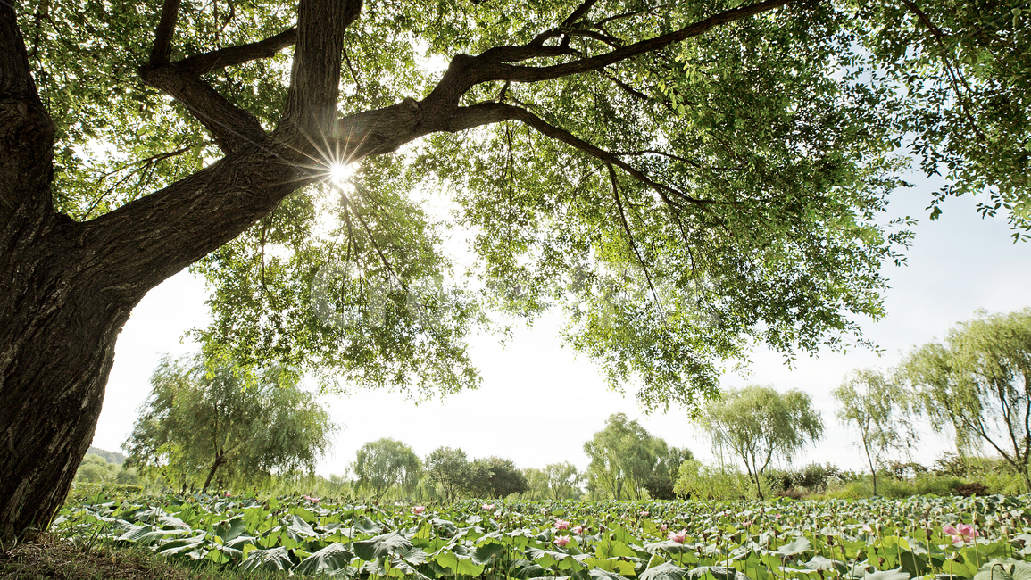 나무,느티나무,연밭,빛,자연,tree,light,자연,풍경,nature,landscape