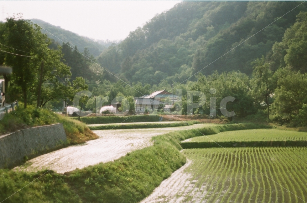필름사진,가평,논,밭,노을,시골,풍경,경기도,춘천,강원도,남이섬,필름,사진,미놀타,해질녘,나무,풀,film,filmcamera,filmphoto,gapyeong,gyeonggido,chuncheon,gangwondo,ricepaddy,field,farm,tree,breeze,senset,goldentime,ruralarea,countryside,minolta,minoltax300,자연,풍경,nature,landscape,시골,마을,country,rural,town,감성,sensible,feeling,outdoors,옥외,들,grassland,목초지