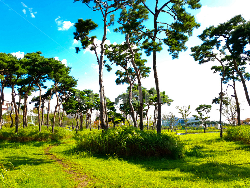 소나무,공원,초록,잔디,하늘,풍경,자연,풍경,nature,landscape,summer,여름,outdoors,옥외,grassland,목초지,field,들