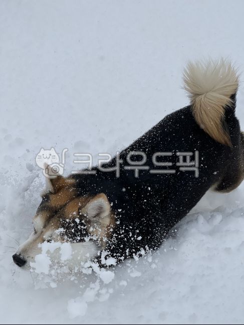 반려견,강아지,눈오는날,시바견,애완동물