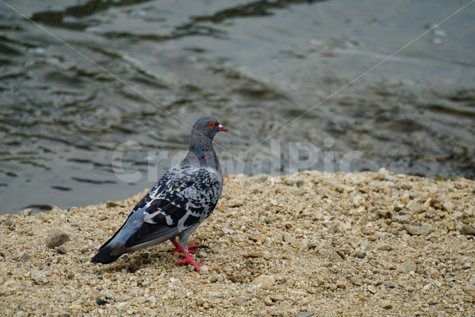 비둘기,새,조류,동물,하천,강,여름,자연,풍경,animal,river,nature,summer,dove,pigeon,휴식,평화,야생,bird,birds,한국자연,한국의자연,한국풍경,landscape,snap,snapshot,스냅,스냅사진,스넵,스넵사진,동물,animal,조류,새,birds