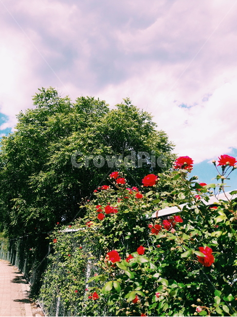풍경,하늘,구름,꽃,나무,장미,자연,식물,자연,plants,nature,꽃,flower