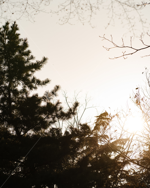 tree,나무,plant,식물,플레어,light,빛,flare