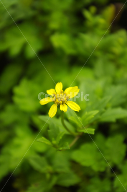 꽃,flower,plant,식물,color,식물,자연,plants,nature,꽃,flower