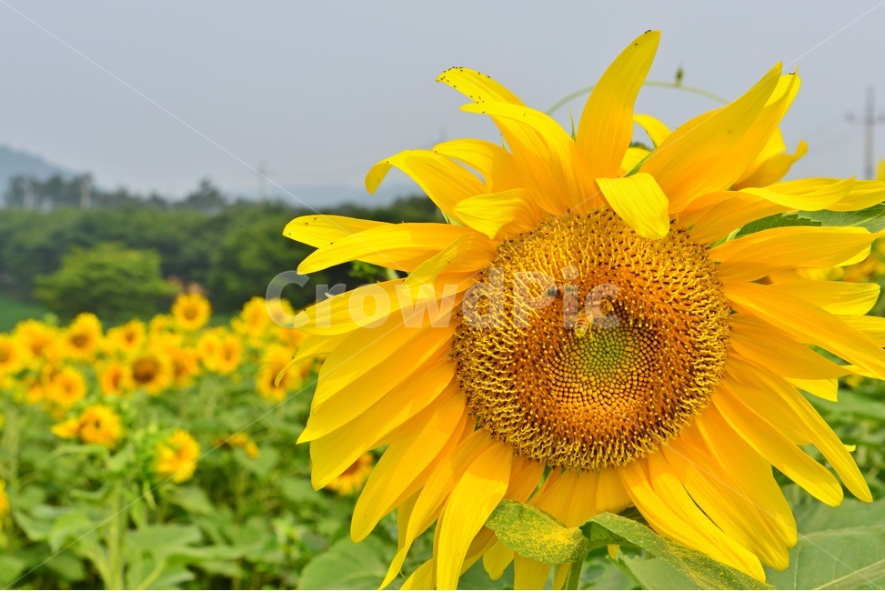 plant,식물,blossom,flower,꽃,sunflower,해바라기,고창,학원농장,해바라기밭