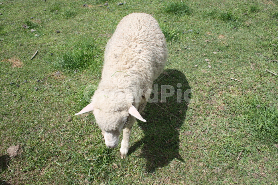 sheep,양,mammal,포유류,animal,동물,양때목장,포유류,mammal