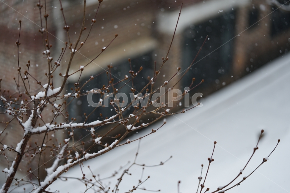 눈,설경,풍경,풍경사진,겨울,겨울이야기,윈터,winter,계절,추위,눈내리는날,감성,감성사진,겨울풍경,느낌,나무,snow,스노우,바람,한파,날씨,하얀색,화이트,흰색,가지,겨울,계절,winter,season