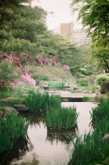 연못,시냇물,나무,개울,개울가,pond,brook,small,stream,tree,꽃,flower,건물,빌딩,building