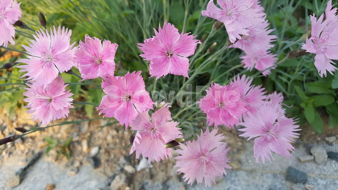 패랭이꽃,삐죽삐죽한,분홍,꽃,식물,자연,핑크,pink,석죽,석죽과,dianthuschinensis,flower