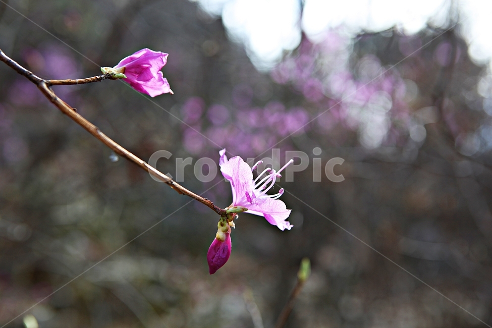 진달래,꽃,식용꽃잎,꽃나무,자연,배경,식물,자연,plants,nature,꽃,flower