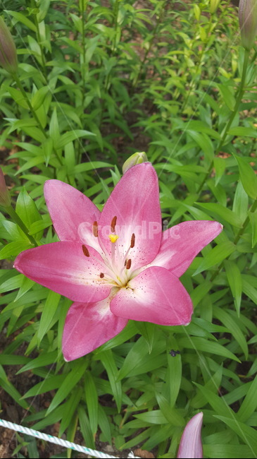 자연,식물,꽃,싱그러운,힐링,초록이,식물,자연,plants,nature,꽃,flower