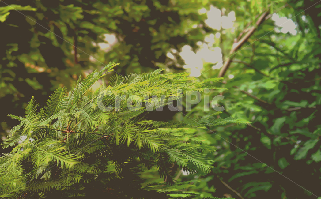 plant,식물,tree,나무,초록색,green