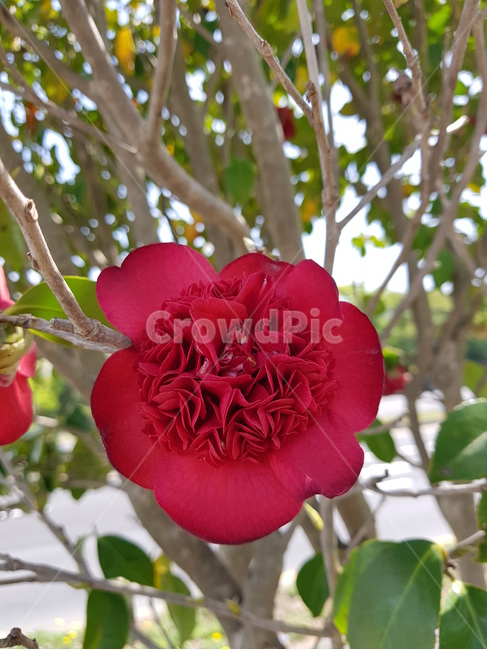 동백꽃,동백나무,꽃,빨강,잎,나무,camellia,flower,red,leaf,tree,green,식물,자연,plants,nature,꽃,flower